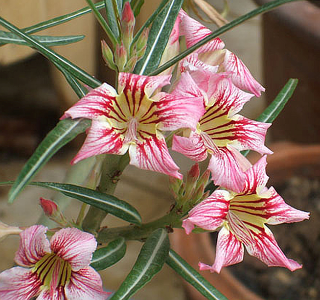 "Somalense Var. Crispum"